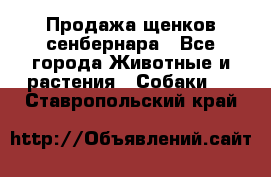 Продажа щенков сенбернара - Все города Животные и растения » Собаки   . Ставропольский край